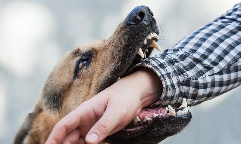 Rechtsanwalt für Schmerzensgeld nach Tierangriff